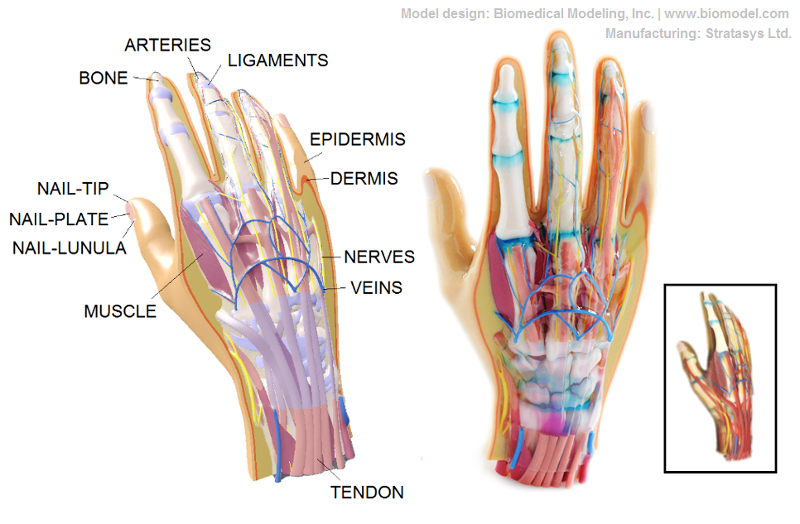 Illustrative multi-material and multi-color 3D-printed model of hand and wrist for anatomical education and technical demonstration. Designed by Biomedical Modeling, Inc. (BMI). Manufactured by Stratasys Ltd.