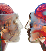 Full color 3D printed model of head, neck, and brain.